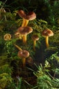 Craterellus tubaeformis. Edible mushrooms with excellent taste.