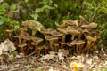 Craterellus tubaeformis Royalty Free Stock Photo