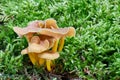 Craterellus tubaeformis in the natural environment Royalty Free Stock Photo