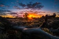 Craters of the Moon Devil`s Orchard at Sunrise Royalty Free Stock Photo