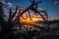 Craters of the Moon Devil`s Orchard at Sunrise Royalty Free Stock Photo