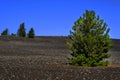 Craters of the Moon National Monument Pine Treed Growing on Lava Rock Cinders with Pine Trees Royalty Free Stock Photo