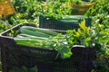 Crates with celery harvest in a farmer field on sunny day