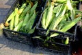 Crates of corn on the cob husks fresh vegatable farm produce for