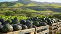 Crates filled with avocados on a farm with mountains in the background. Royalty Free Stock Photo