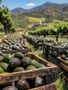 Crates filled with avocados in an orchard with mountains in the background. Royalty Free Stock Photo