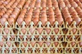 Crates with fresh eggs on an organic chicken farm