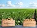 Crates of fresh raw potatoes on surface in field