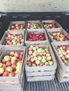 9 Crates of Freshly Harvested Apples Royalty Free Stock Photo