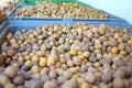 Crates full of raw loose potatoes Solanum Tuberosum