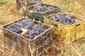 Crates with grape