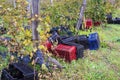 Crates on the ground in a vineyard row in Bulgaria Royalty Free Stock Photo