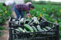 Crates with harvest of zucchini on a field