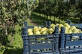 Crates with picked pears in the orchard. Pears picking