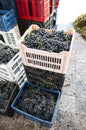 Crates with red grape