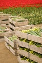 crates of tulips Royalty Free Stock Photo