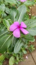 Crative layout mode of green leaves and purple flower. Flat lay. Nature concept Royalty Free Stock Photo