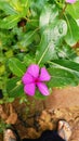 Crative layout mode of green leaves and purple flower. Flat lay. Nature concept Royalty Free Stock Photo