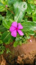 Crative layout mode of green leaves and purple flower. Flat lay. Nature concept Royalty Free Stock Photo