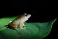 Craugastor fitzingeri, Common Rain Frog, green yellow frog sitting on the leaves in the nature habitat in Corcovado, Costa Rica.