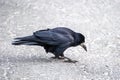 a craw standing on the ground Royalty Free Stock Photo