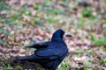a craw standing on the ground Royalty Free Stock Photo