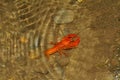 Crawdad Royalty Free Stock Photo