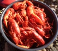 Crawdad Catch of the Day Royalty Free Stock Photo