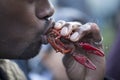 Crawdad eating Royalty Free Stock Photo