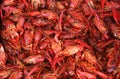 Crawfish Royalty Free Stock Photo