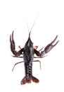 Crawfish Royalty Free Stock Photo