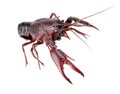 Crawfish Royalty Free Stock Photo