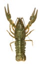 Crawfish alive one Royalty Free Stock Photo