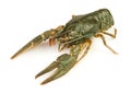 Crawfish alive one Royalty Free Stock Photo