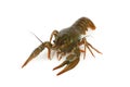 Crawfish alive one isolated on white Royalty Free Stock Photo