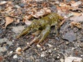 Crawfish on the forest floor Royalty Free Stock Photo