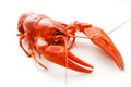 Crawfish Royalty Free Stock Photo