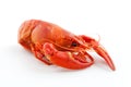 Crawfish Royalty Free Stock Photo