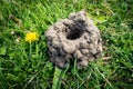 Crawfish Mud Tower Mound Chimney with Dandelion Royalty Free Stock Photo