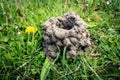 Crawfish Mud Tower Mound Chimney with Dandelion Royalty Free Stock Photo