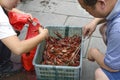 Crawfish are sold in an open air seafood market in Southeast Asia