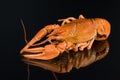 Crawfish Royalty Free Stock Photo
