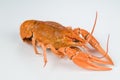 Crawfish Royalty Free Stock Photo