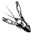 Crawfish vector eps Hand drawn, Vector, Eps, Logo, Icon, crafteroks, silhouette Illustration for different uses Royalty Free Stock Photo