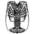 Crawfish vector eps Hand drawn, Vector, Eps, Logo, Icon, crafteroks, silhouette Illustration for different uses Royalty Free Stock Photo