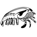 Crawfish vector eps Hand drawn, Vector, Eps, Logo, Icon, crafteroks, silhouette Illustration for different uses Royalty Free Stock Photo