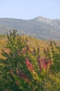 Crawford Notch State Park in the White Mountains, New Hampshire Royalty Free Stock Photo