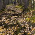 Crawled out tree roots in the autumn forest Royalty Free Stock Photo