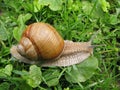 Crawler snail. Royalty Free Stock Photo