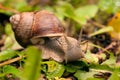 Crawler snail on the grass Royalty Free Stock Photo